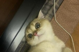 揭秘猫鼻涕的奇妙世界（探索猫鼻涕的成分、功能和意义）