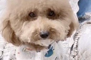 三月泰迪能否喂干粮？（泰迪成长速度快，干粮是否合适？）