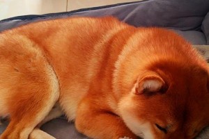 幼犬的关键需求（了解幼犬的成长阶段及其生理与心理需求）