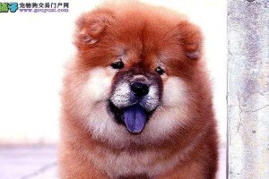 松狮配种37天无明显症状，可能原因及应对措施（繁殖期松狮未出现异常症状，专家建议细心观察和调整饮食）