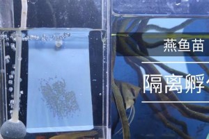 以小燕鱼能和什么鱼混养？（探索小燕鱼的混养潜力及关键要素）