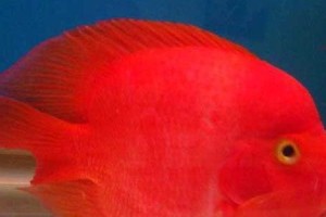 血鹦鹉的饲养方法（做好这15个细节，让你的血鹦鹉健康成长）