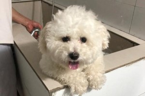 比熊犬发烧的症状及处理方法（了解比熊犬发烧的迹象，保护我们的毛茸伙伴）