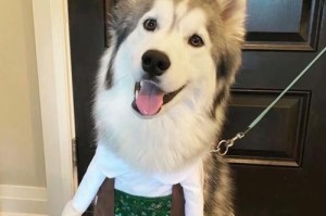 如何选择适合哈士奇的驱虫药物？（全面了解哈士奇的驱虫需求，选择最佳药物！）