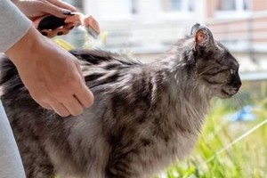 猫蹭人的行为背后的原因（探索猫咪为何喜欢蹭人以及蹭人行为的意义）