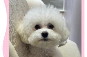 比熊幼犬饮食补充指南（关注小比熊的饮食营养问题，让它健康成长）