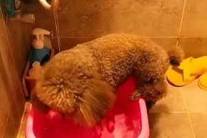 养一只泰迪犬，为你带来的幸福与陪伴（挚爱泰迪犬，你的心灵伴侣）