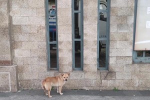 为什么狗狗夹尾巴？（狗狗夹尾巴的原因及影响）