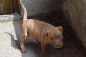 比特犬血统与开口早的关系（探究比特犬血统对开口早发育的影响）