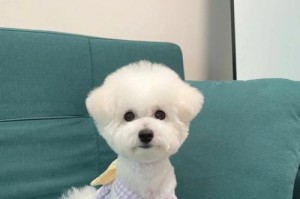 打造迷人的比熊犬美容（以宠物为主的护理方法，让您的比熊犬更加可爱）
