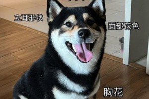 狗吃什么可以拥有健康亮丽的毛色（营养是关键，食物是法宝，你知道狗需要什么吗？）