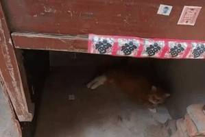 金毛犬不咬家具的时间（训练金毛犬停止咬家具的有效方法）