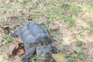以佛鳄龟（探索以佛鳄龟的颜色魅力与生物学意义）
