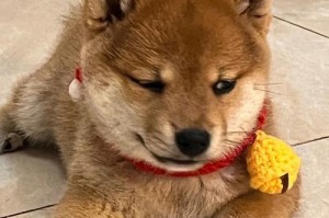 柴犬价格贵的原因及是否值得购买（探讨柴犬价格高的原因，以及500元一只柴犬的可行性）