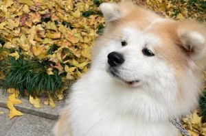 秋田狗价格变动情况（探索秋田狗的市场价值及价格波动趋势）