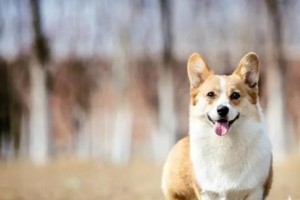 柯基犬（了解柯基犬的价格范围，为您的理想宠物做好准备）