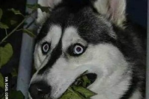 揭秘哈士奇智商真相（以宠物为主，了解你的爱犬真正的智商水平）