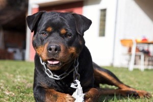 罗威纳犬脚站不起来怎么办？（教你如何帮助你的宠物恢复站立）
