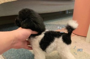 小型犬的多种用途——以黑白花为例（了解黑白花小型犬的特点及其在不同领域中的用途）