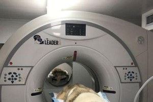 斗牛犬健康检查全指南（如何让你的宠物斗牛犬保持健康？）