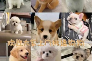 比熊犬价格揭秘（了解比熊犬价格及相关因素）