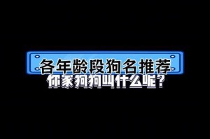 如何给狗狗取一个恰如其分的名字？（15个精选名字，帮助你为你的狗狗取个绝佳的名字）
