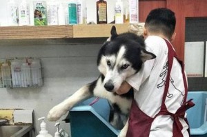 哈士奇洗澡的最佳频率（探索哈士奇洗澡时间的最佳间隔以维持健康和舒适）