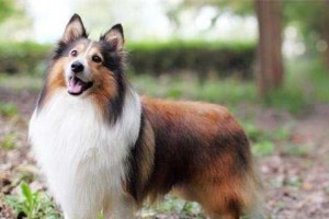 边境牧羊犬能不能吃香蕉？（探究边境牧羊犬饮食的奥秘）