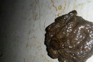 刚出生小狗的大便特征（初学者必读，了解新生小狗的健康状况）