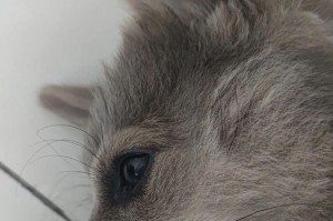 揭秘狗的尴尬期（狗的青春期带来的种种困扰与应对方法）
