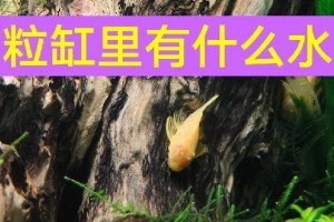 水草缸长绿藻需要使用什么药物来控制？（寻找有效药物控制水草缸中的绿藻生长）