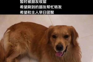比熊狗崽的行走时间和发展阶段（从出生到独立行走，探索比熊狗崽的成长之路）