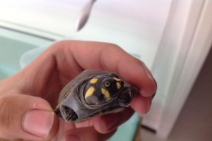 黄头侧颈龟的饲养方法（如何正确地饲养黄头侧颈龟）