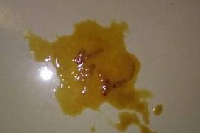 狗狗的排便习惯与饮食之间的关系（探索狗狗多拉什么样的便便以及其健康意义）