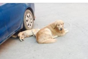 如何有效地唤回金毛幼犬（训练金毛幼犬回来的技巧与方法）