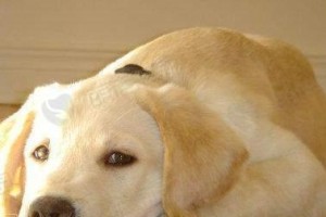 狗狗怀孕缺钙会有哪些影响？（宠物养护必看，预防母犬生产风险！）