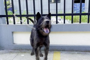 下司犬（下司犬的特点、训练方法和适应环境）