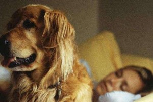狗狗为什么喜欢舔主人？（探究狗狗舔主人的心理与行为）
