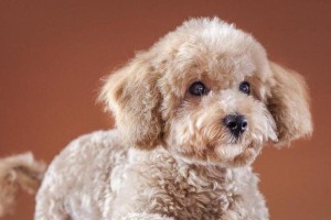 泰迪犬的晚年岁月（揭秘泰迪犬何时进入老年期）