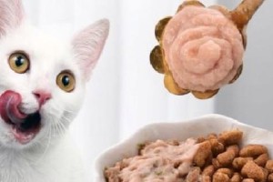 《怀孕50多天的猫不吃饭，如何安全度过危险期》（宠物养护）