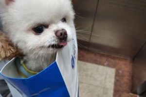 博美犬的性格与特点（了解博美犬，探寻其独特魅力）