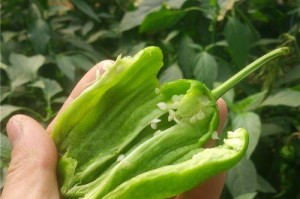 以虎皮能吃什么蔬菜（发掘虎皮的独特魅力与适应性）