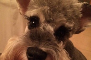 金毛犬1岁正常食量解析（如何计算金毛犬的食量？）
