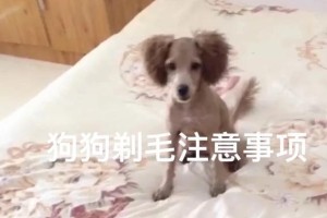 以比熊为什么要剃胎毛的原因（探究比熊剃胎毛的必要性和好处）