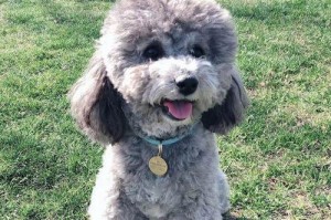 可爱茶杯犬名字大全（萌翻天的小狗狗，这些名字一定让你眼前一亮！）