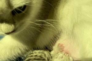 银渐层与蓝猫的完美搭配（银渐层猫如何与蓝猫相得益彰）
