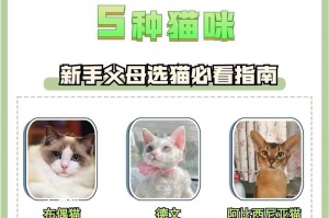 异国短毛猫的饲养全指南（了解异国短毛猫，让饲养更从容）