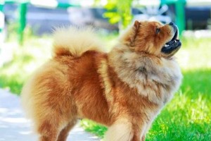 新手必看！养松狮犬五大禁忌