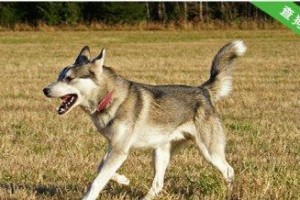 为什么沙皮犬需要吃草？（了解沙皮犬消化系统的特点和草的好处，让宠物更健康）