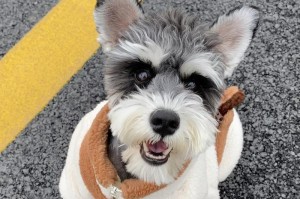 雪瑞纳犬的饮食要点（科学合理的饮食保障雪瑞纳犬的健康）